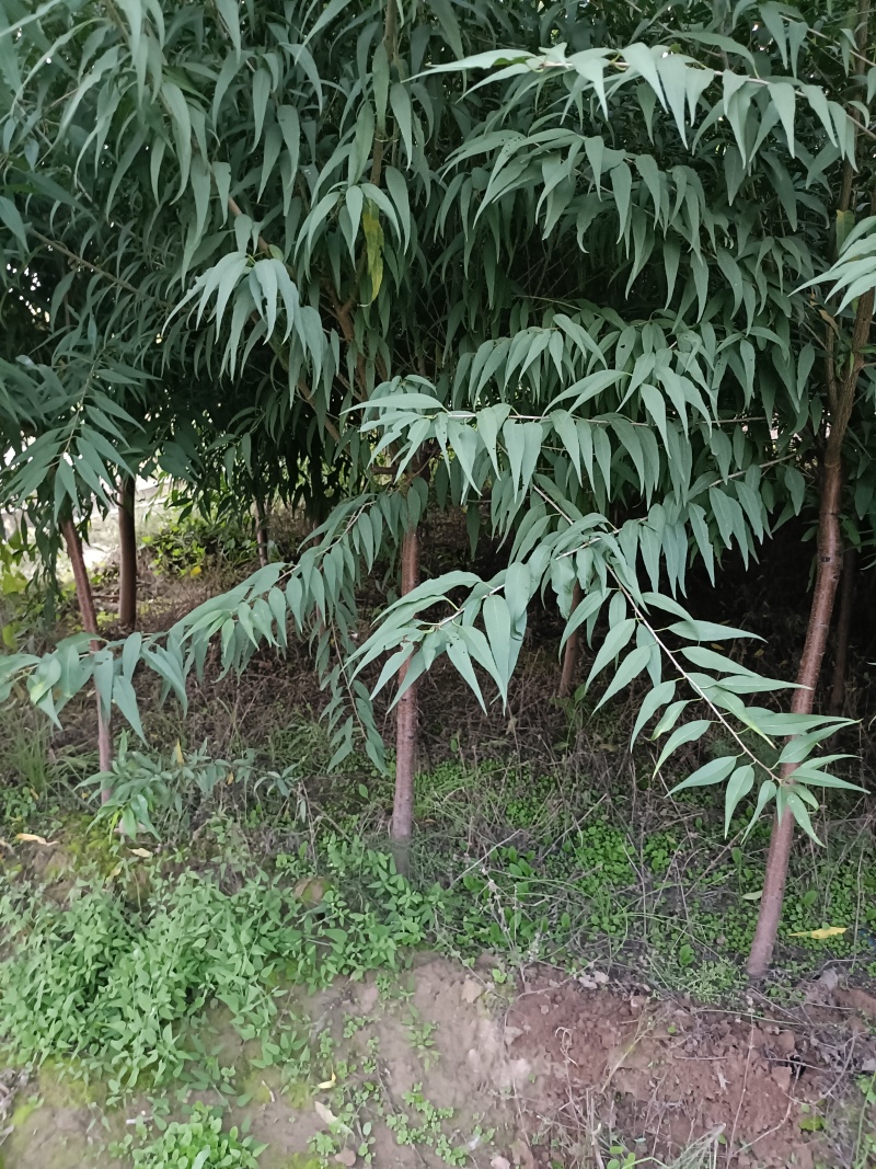绿化类，山桃