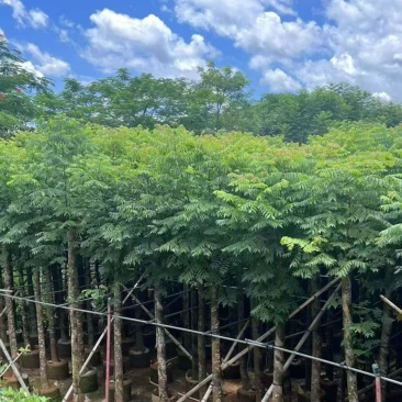 栾树苗圃直供各种规格齐全价格公道