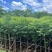 栾树苗圃直供各种规格齐全价格公道