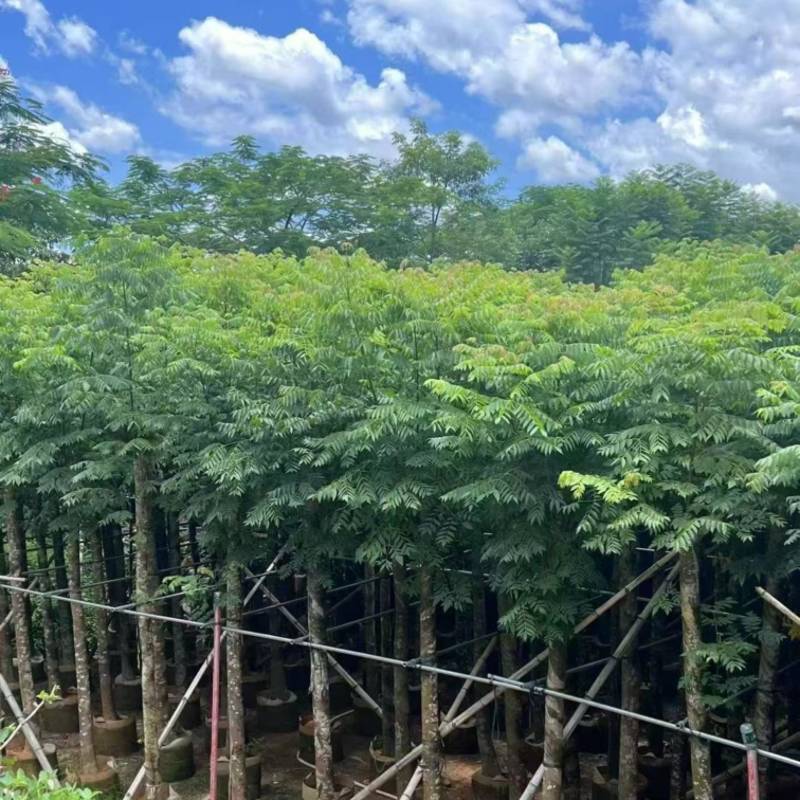 栾树苗圃直供各种规格齐全价格公道