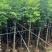 栾树苗圃直供各种规格齐全价格公道