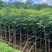 栾树苗圃直供各种规格齐全价格公道