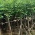 栾树苗圃直供各种规格齐全价格公道