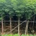 栾树苗圃直供各种规格齐全价格公道