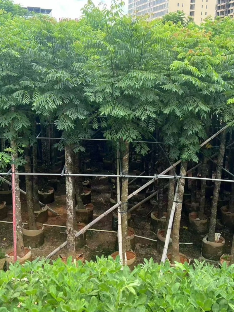 栾树苗圃直供各种规格齐全价格公道
