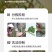 【包邮】正宗霍山产铁皮石斛枫斗官方正宗铁皮石斛颗粒