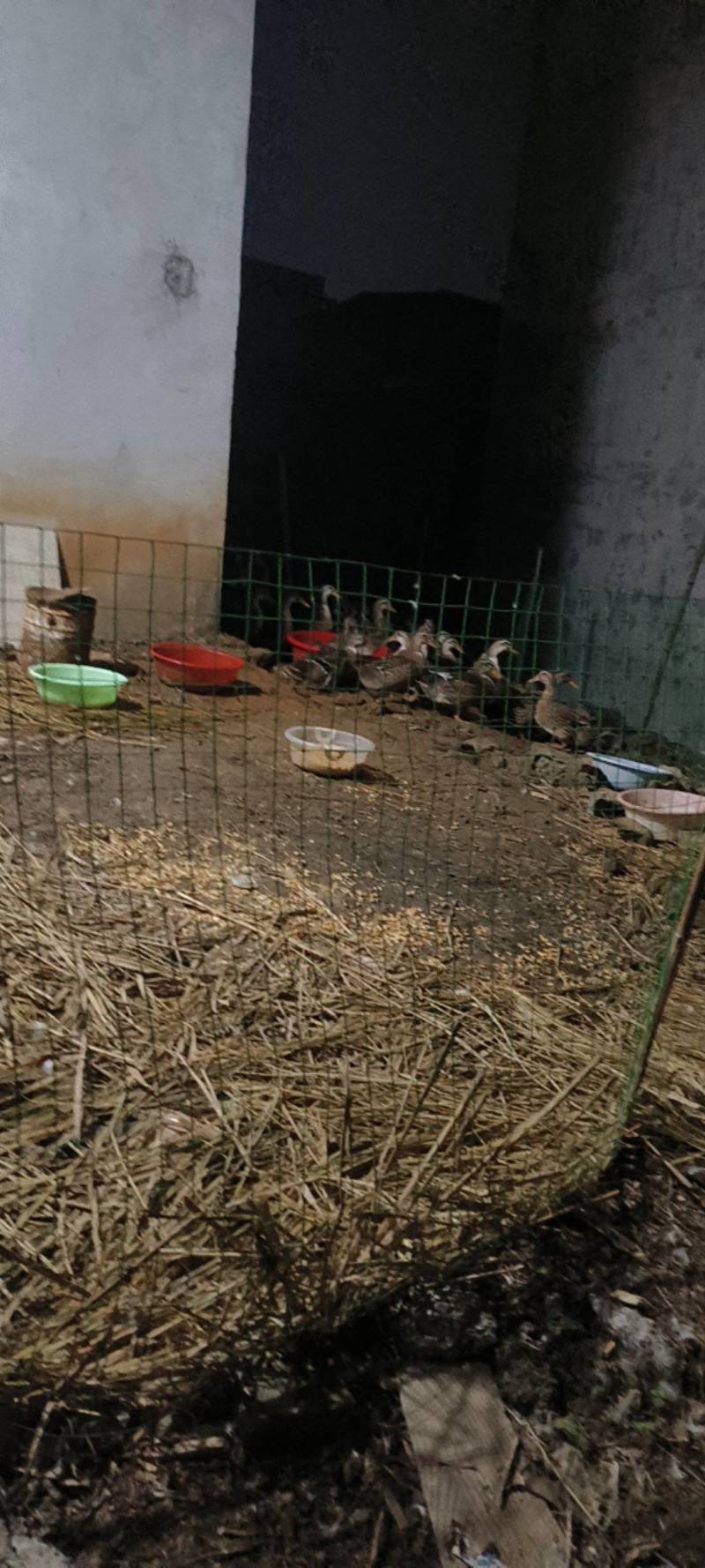 散养玉米麻鸭