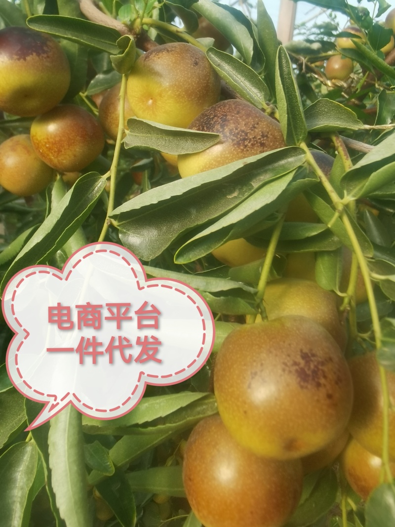 电商一件代发，脆甜爽口，新鲜采摘