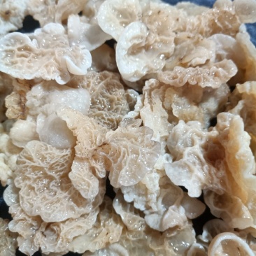 羊肚耳鹿肚耳厂家鹿肚耳品鲜品鹿肚耳单片羊肚耳鹿肚耳沙耳
