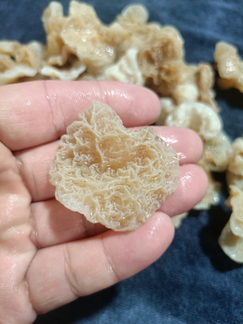 羊肚耳鹿肚耳厂家鹿肚耳品鲜品鹿肚耳单片羊肚耳鹿肚耳沙耳