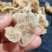 羊肚耳鹿肚耳厂家鹿肚耳品鲜品鹿肚耳单片羊肚耳鹿肚耳沙耳
