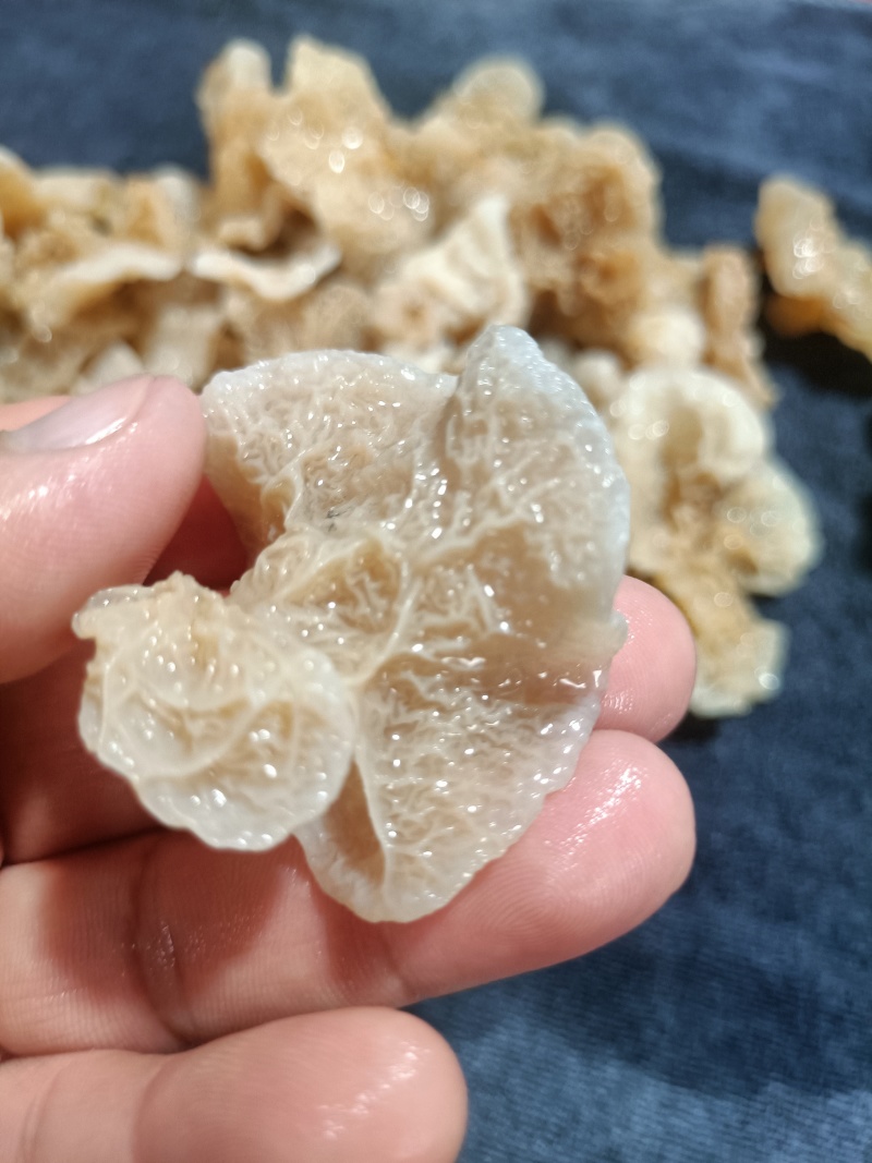 羊肚耳鹿肚耳厂家鹿肚耳品鲜品鹿肚耳单片羊肚耳鹿肚耳沙耳