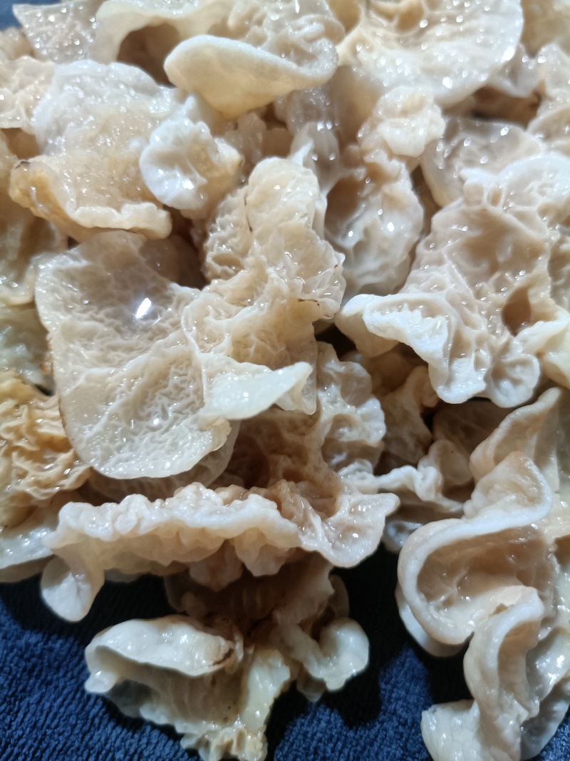 羊肚耳鹿肚耳厂家鹿肚耳品鲜品鹿肚耳单片羊肚耳鹿肚耳沙耳