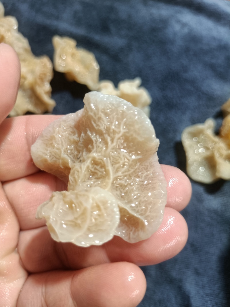 羊肚耳鹿肚耳厂家鹿肚耳品鲜品鹿肚耳单片羊肚耳鹿肚耳沙耳