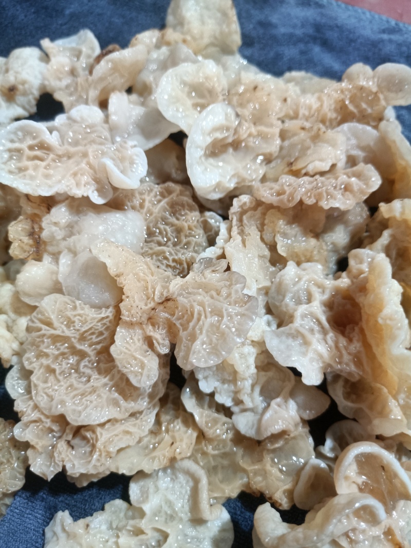 羊肚耳鹿肚耳厂家鹿肚耳品鲜品鹿肚耳单片羊肚耳鹿肚耳沙耳