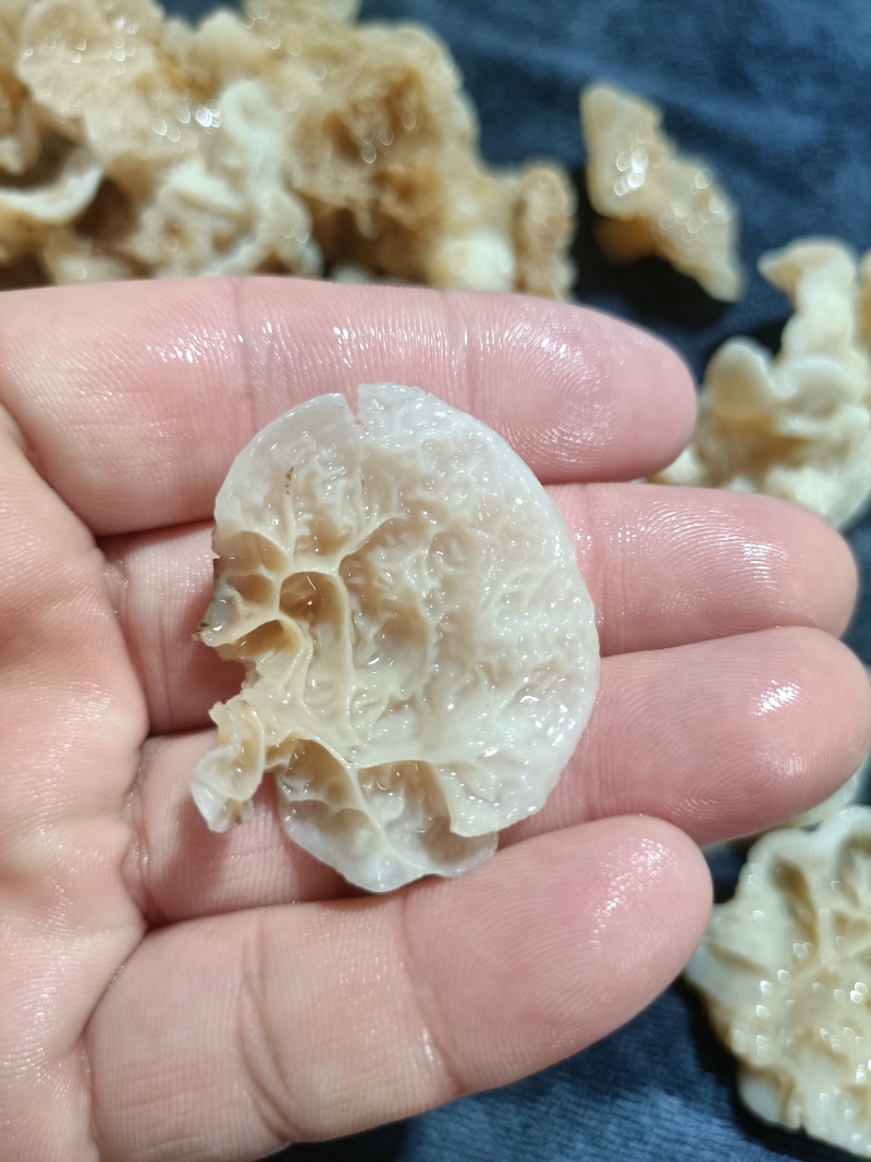 羊肚耳鹿肚耳厂家鹿肚耳品鲜品鹿肚耳单片羊肚耳鹿肚耳沙耳