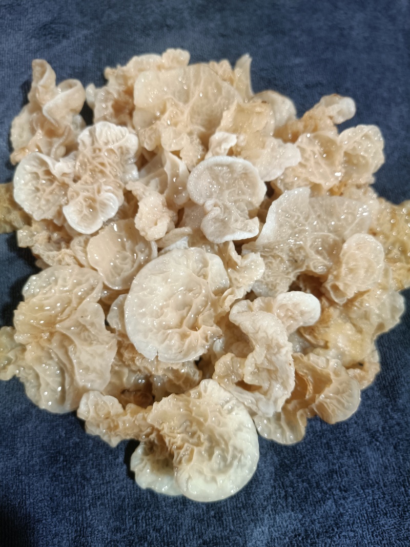 羊肚耳鹿肚耳厂家鹿肚耳品鲜品鹿肚耳单片羊肚耳鹿肚耳沙耳