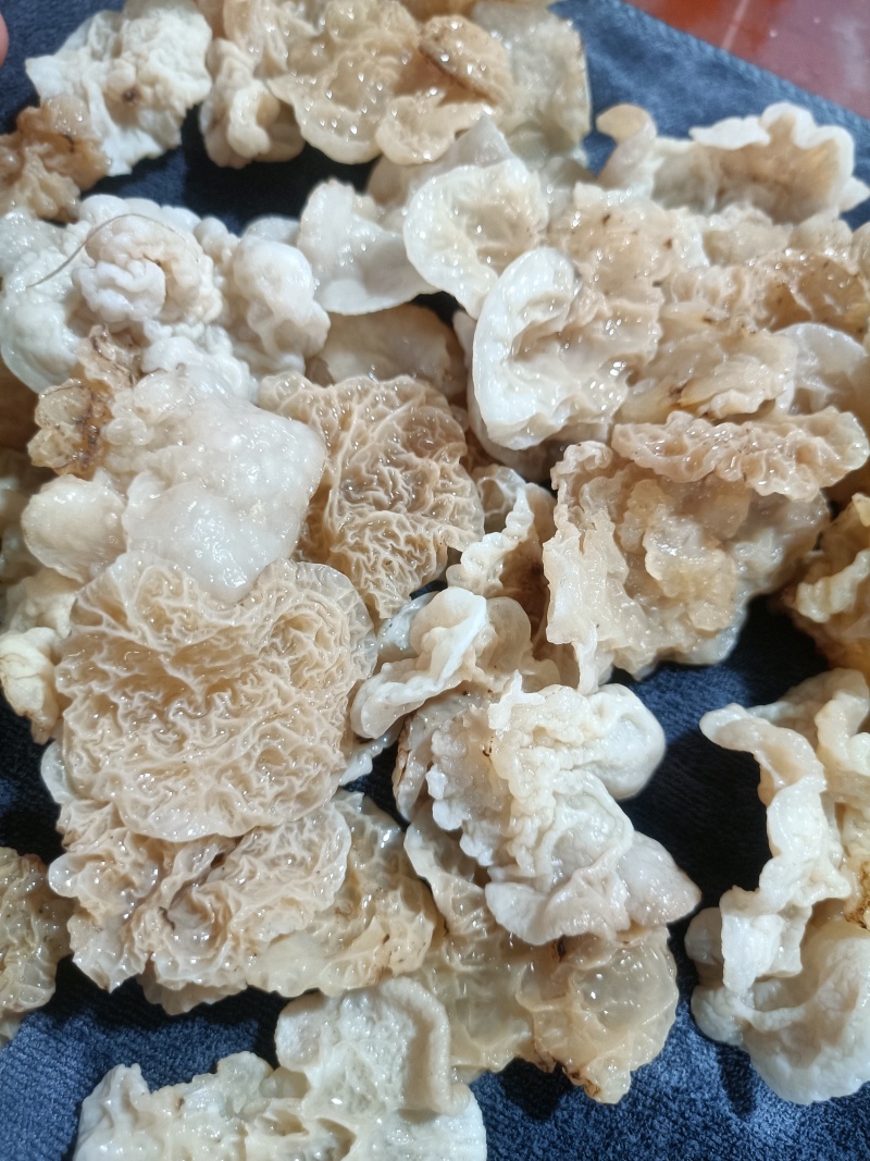 羊肚耳鹿肚耳厂家鹿肚耳品鲜品鹿肚耳单片羊肚耳鹿肚耳沙耳