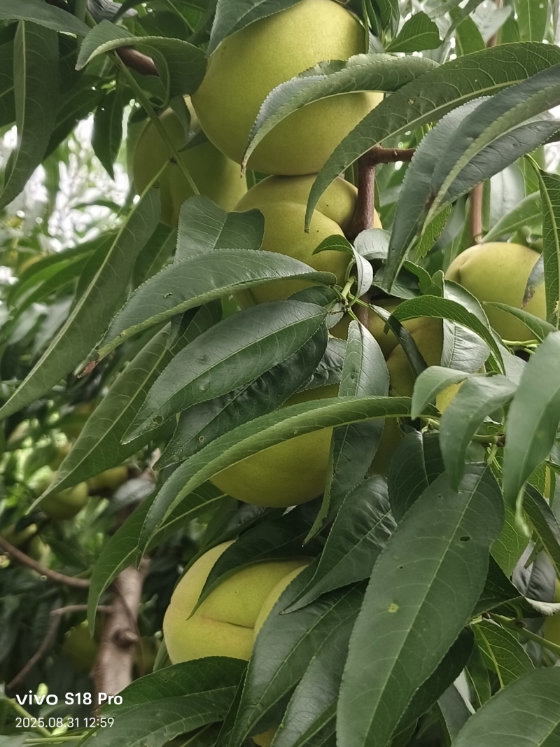 脆甜青桃