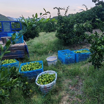 大分蜜橘