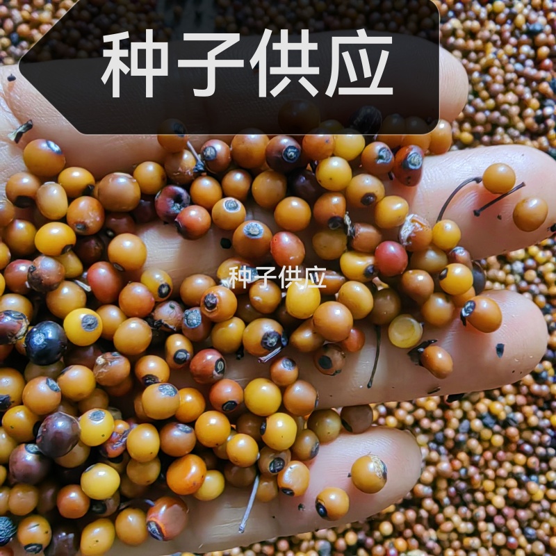 精品土茯苓苗，产量高，好种，易管理，支持技术服务，