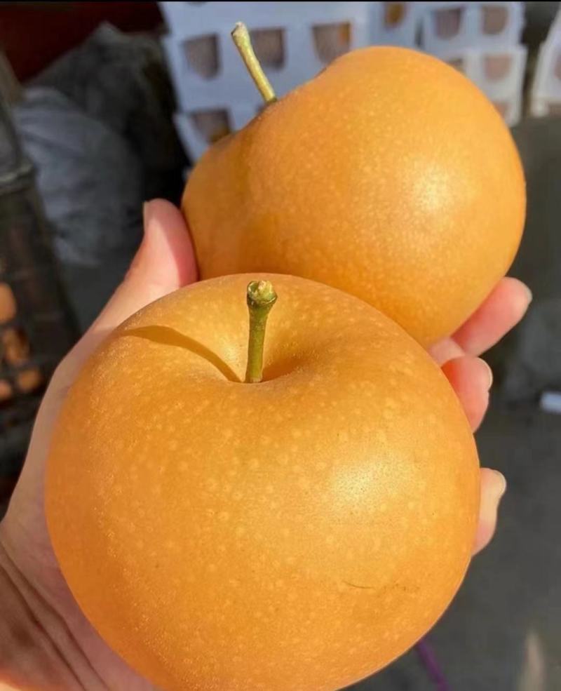 山东聊城秋月梨