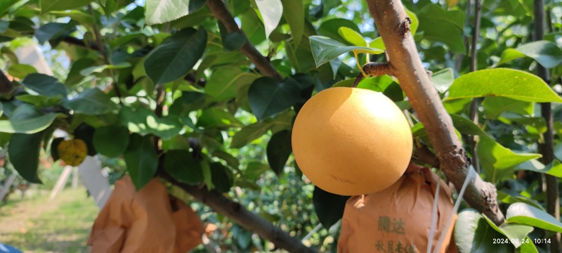 山东聊城秋月梨
