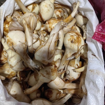 大中小果茨菇