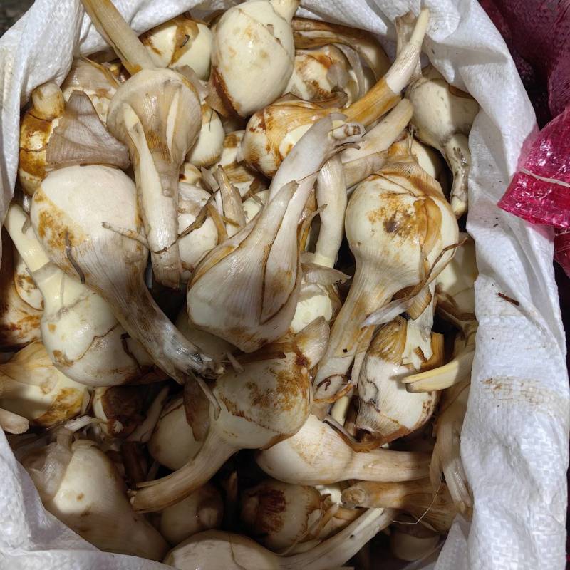 大中小果茨菇