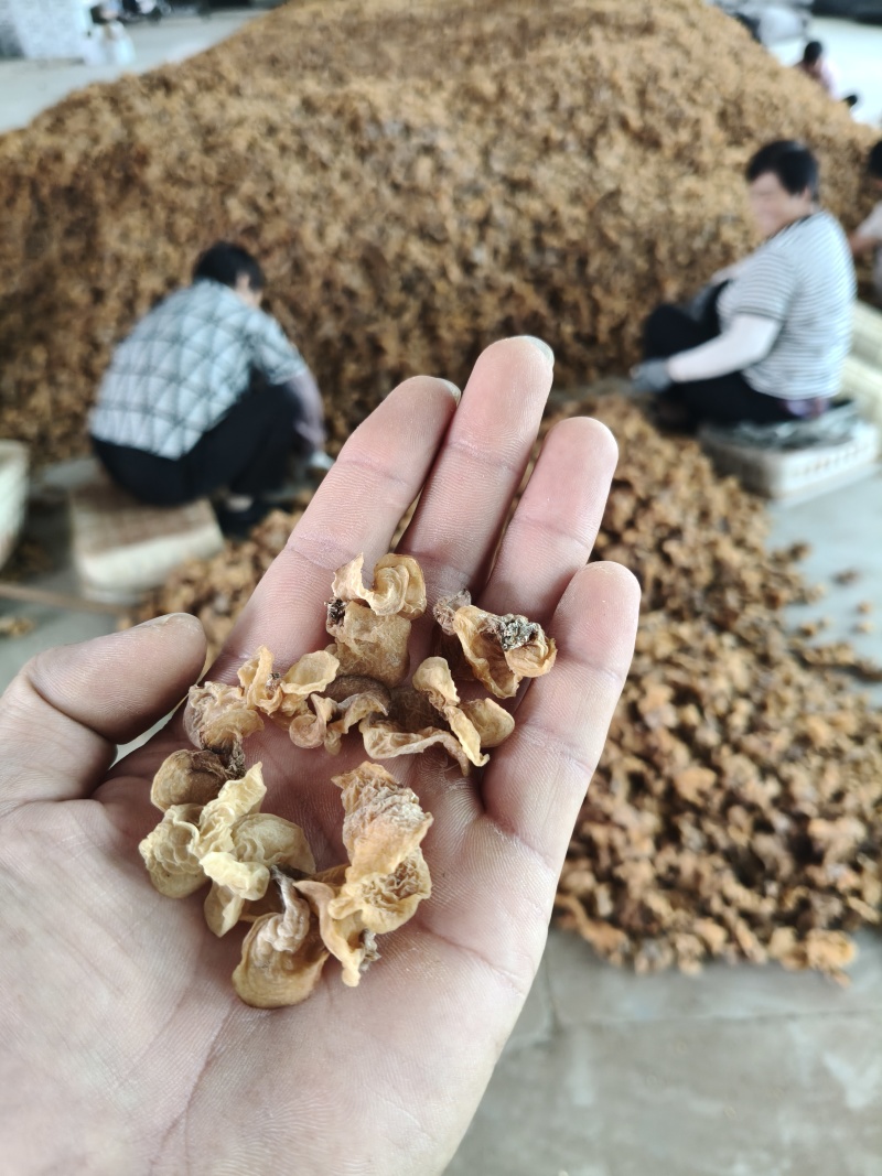 羊肚耳，鹿肚耳，单叶无根大量现货价格便宜