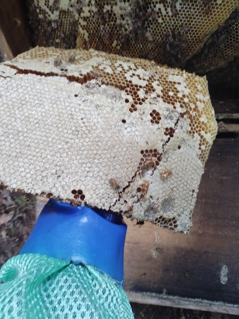 土蜂蜜，一年只取一次的百花蜜