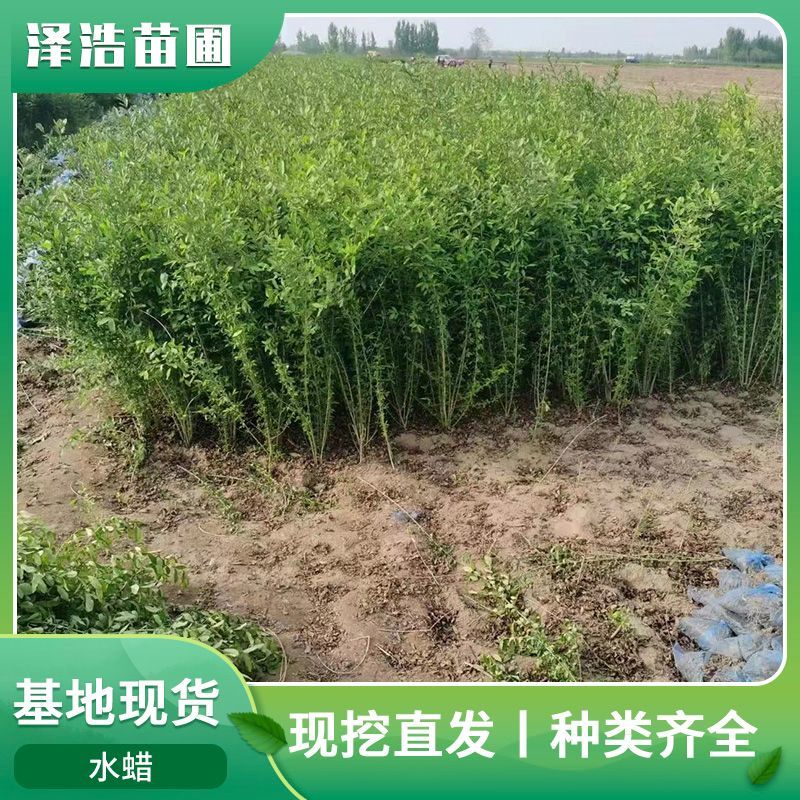 水蜡水蜡批发水蜡价格山西水蜡内蒙古水蜡基地水蜡