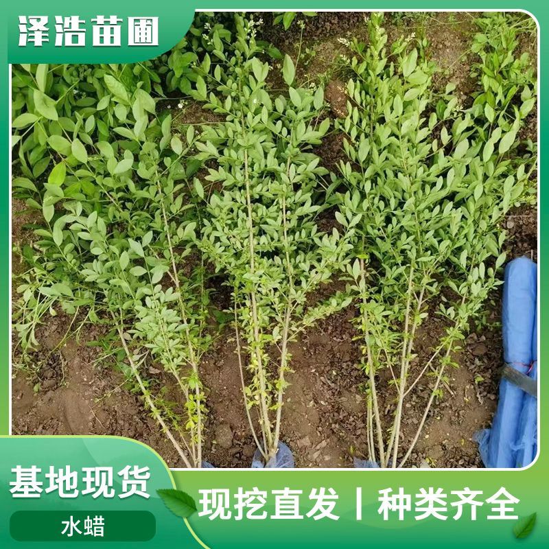 水蜡水蜡批发水蜡价格山西水蜡内蒙古水蜡基地水蜡