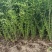 水蜡水蜡批发水蜡价格山西水蜡内蒙古水蜡基地水蜡