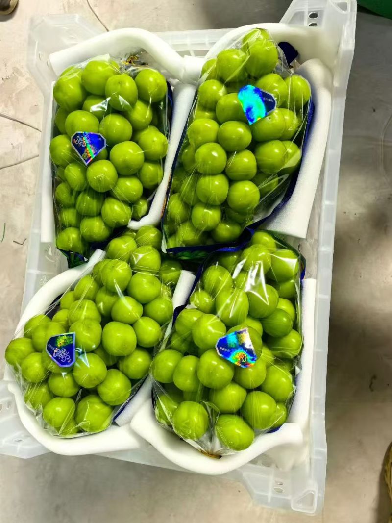 可开发票对接外贸阳光玫瑰河北阳光玫瑰口感脆甜