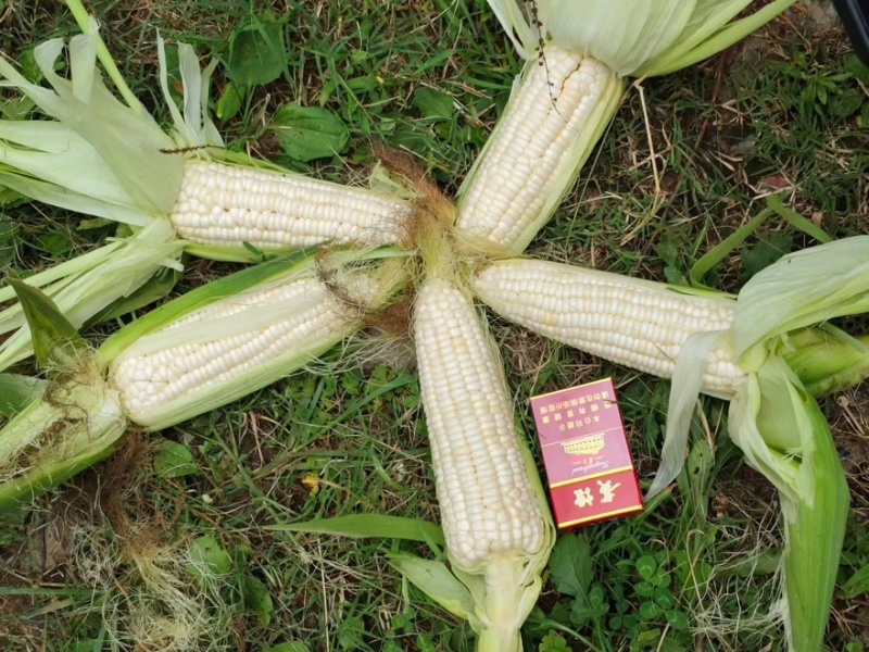 万糯188