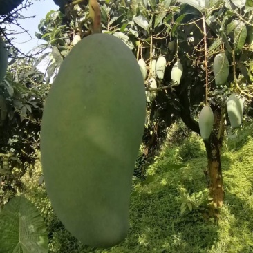 越南大青芒果大，品质好，价格适中，长期供应