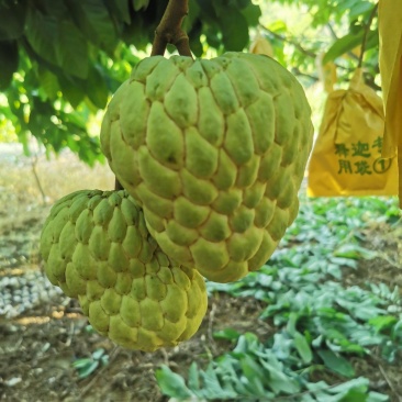 大目释迦果夏季专属季节