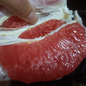 梅州蜜柚