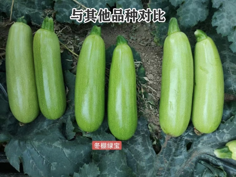 豫艺角瓜冬棚绿宝西葫芦种子耐寒油绿西葫芦瓜种子耐低温