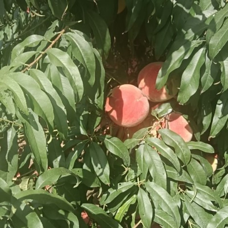 大量永莲蜜桃。上市了，欢迎各地老板前来采购