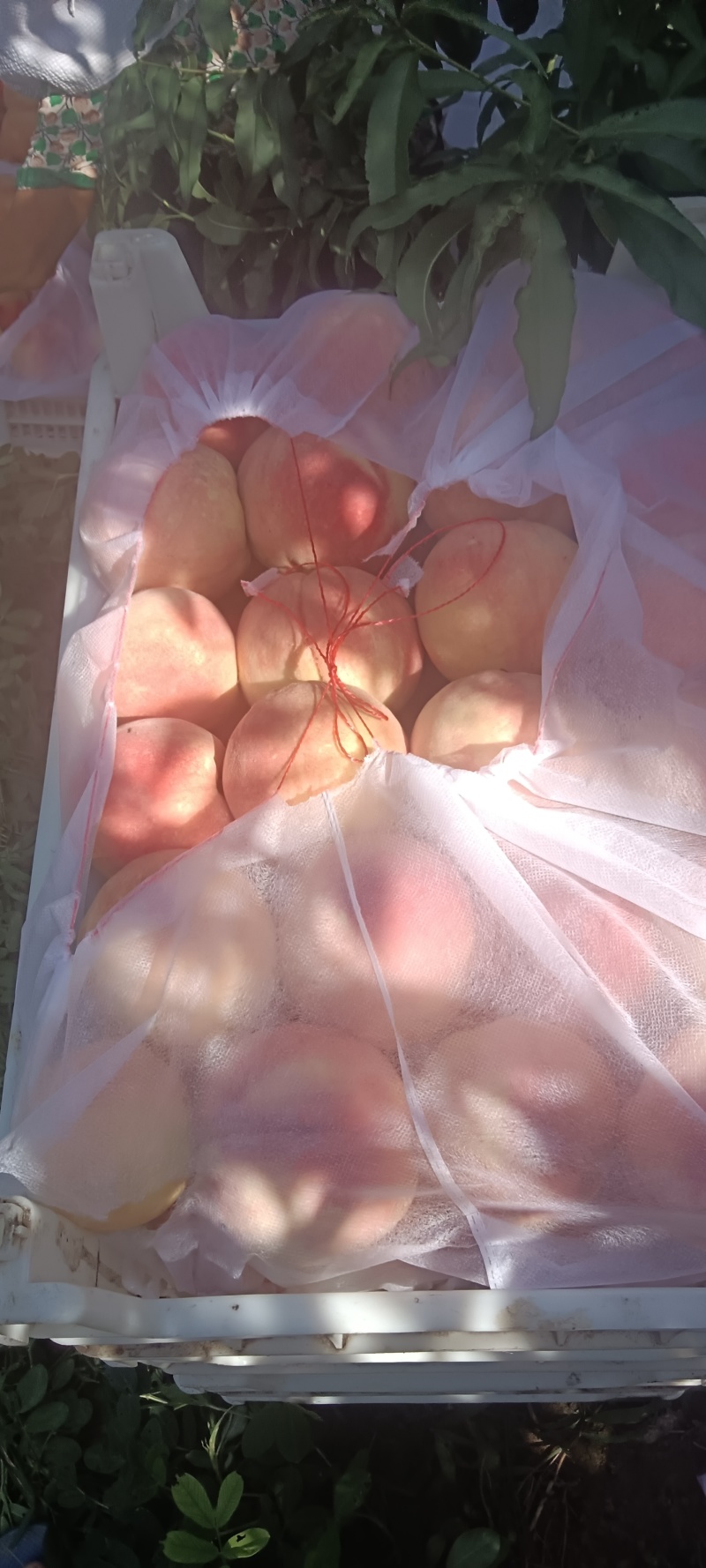 大量永莲蜜桃。上市了，欢迎各地老板前来采购