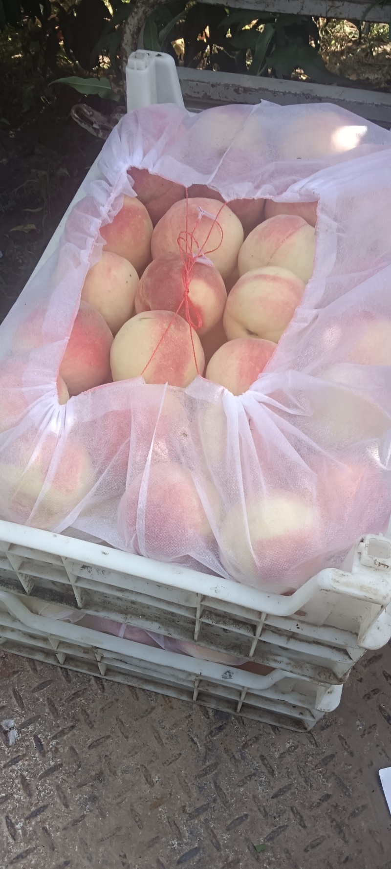 大量永莲蜜桃。上市了，欢迎各地老板前来采购