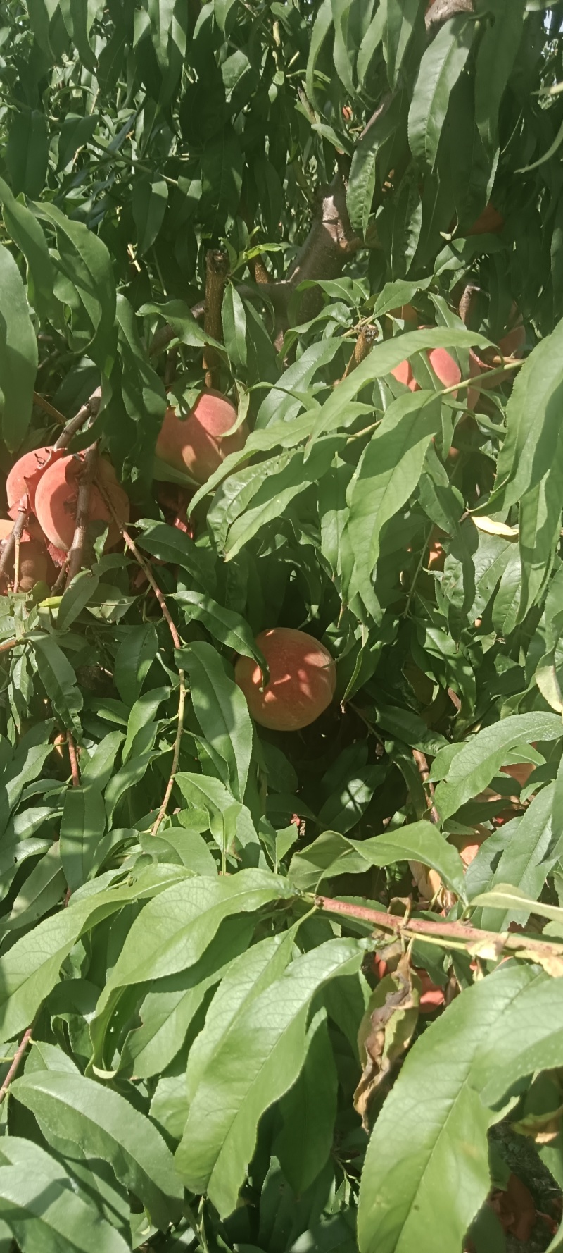 大量永莲蜜桃。上市了，欢迎各地老板前来采购