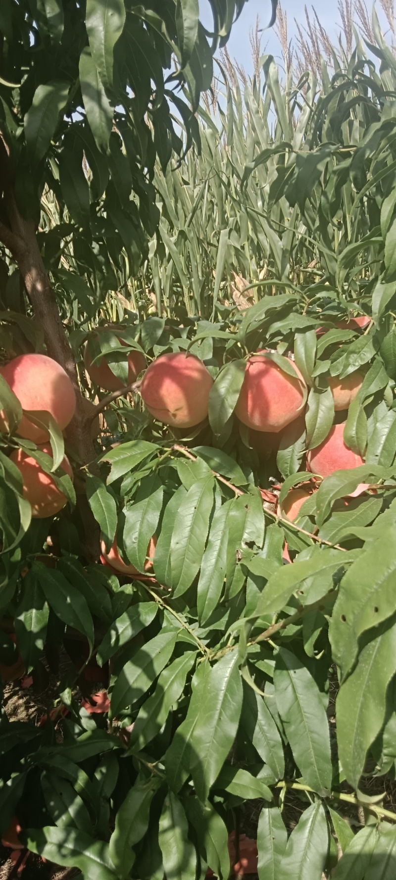 大量永莲蜜桃。上市了，欢迎各地老板前来采购