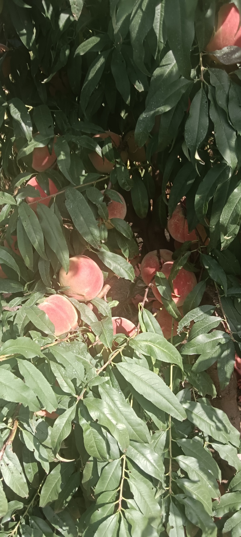 大量永莲蜜桃。上市了，欢迎各地老板前来采购