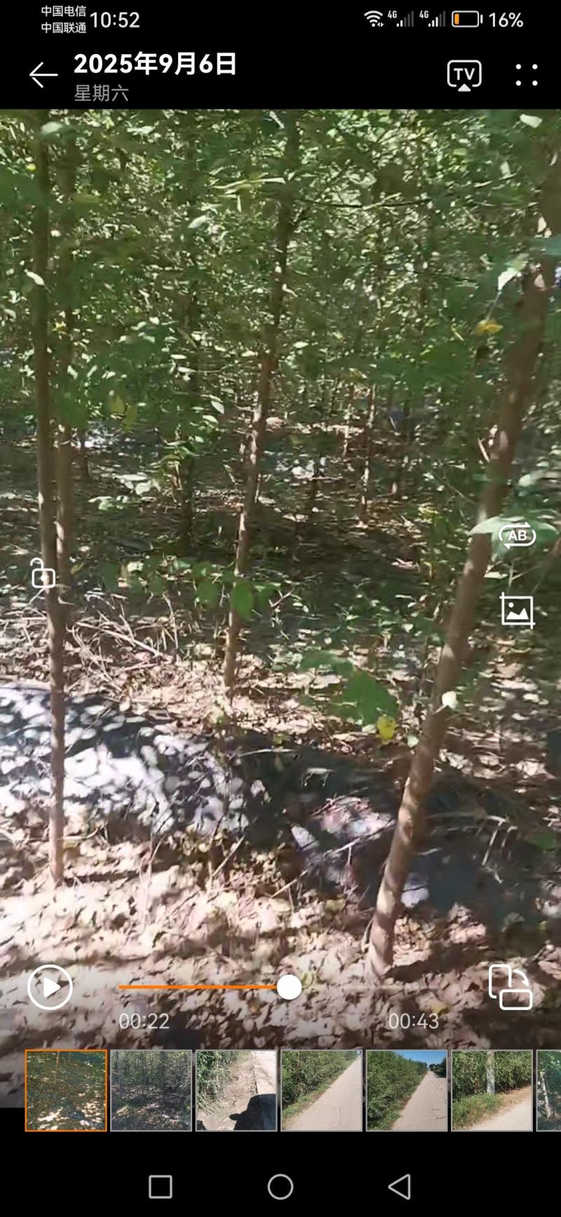 榆树，三到五公分榆树