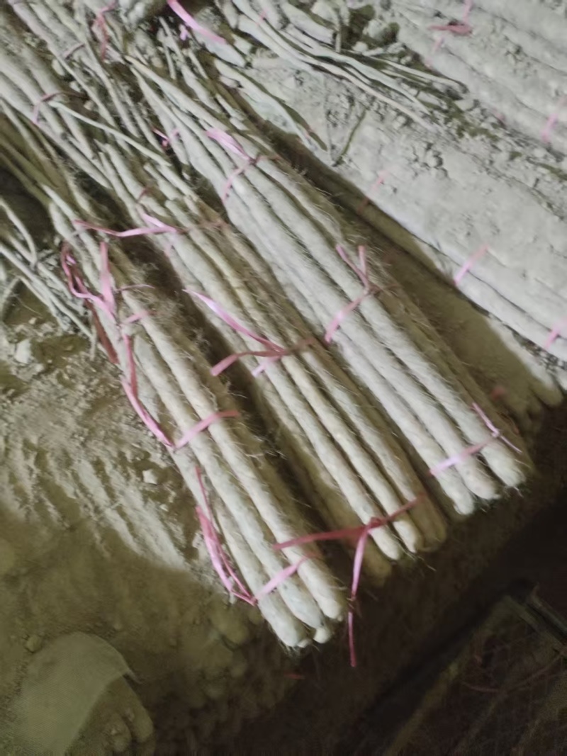 铁棍山药