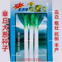 山东大葱种子章丘巨葱王种子高白粗壮抗倒耐寒优良大葱种籽