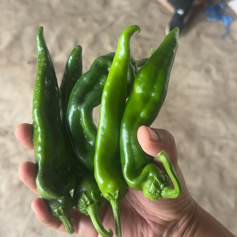 辣妹子，薄皮椒，软皮椒，辣椒，加工厂，电商，产地直销